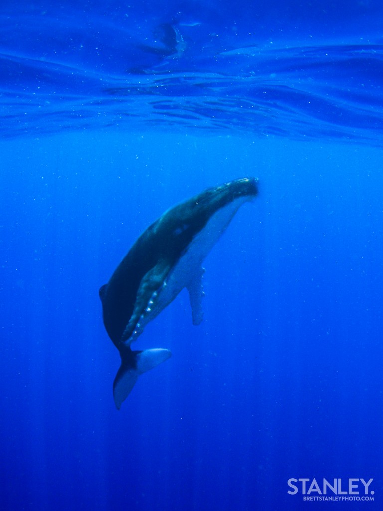 Humpback Whale Tonga - Brett Stanley Photography